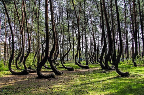 Arboricultural Association Ağaçdikimi Derneği nden uzman Simon Richmond bu ormanın dünyada tek olduğunu açıkladı