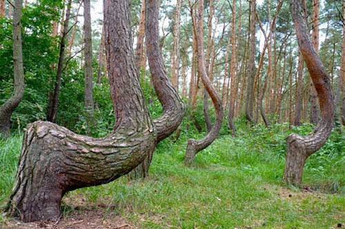 Yerel halk Crooked Forest Eğri Orman olarak bilinen bölgedeki ağaçların gemi ya da mobilya yapılmak imalatında kesilmemek için insanları kandırdığını söylüyor