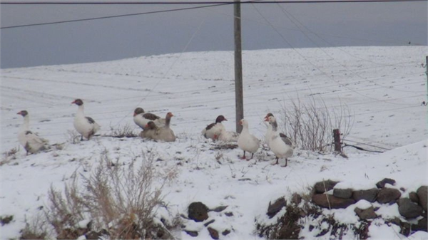 Doğu Anadolu ya kar yağdı