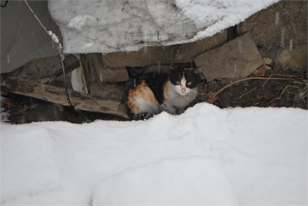 Hakkari nin Yüksekova ilçesinde uzun bir aradan sonra lapa lapa kar yağdı İlçe merkezinde öğleden sonra başlayan kar yağışı etkisini artırarak devam ediyor Beyaza bürünen ilçede kar yağışı bazı sürücüleri ise hazırlıksız yakaladı