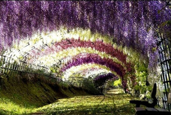 Wisteria Tüneli Japonya