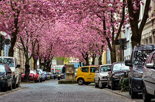 Kiraz Çiçeği Bulvarı Bonn Almanya