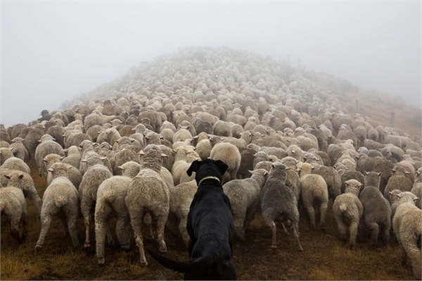 Dünyanın en çalışkan köpekleri evlerde yaşayan şirin akrabalarından daha az ilgi görüyorlar Fakat fotoğrafçı Andrew Fladeboe bu durumu düzeltmeye kararlı