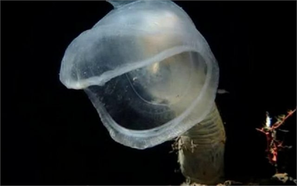 Predatory Tunicate Okyanus tabanlarında ya da derinliklerdeki kanyonların duvarlarına yapışmış haldeki avcı tulumlular dev ağızlarını açarak tuzak kuruyor ve küçük deniz canlıları yaklaştığında aniden ağız kapanıyor