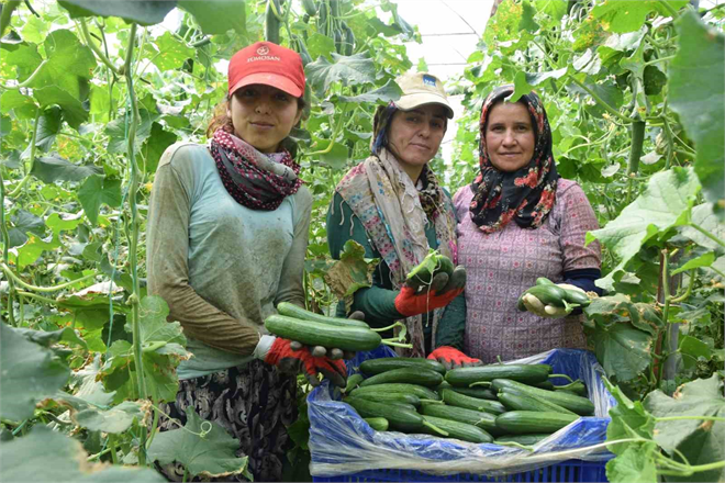 Antalya`nın Aksu İlçesi, Domates ve Salatalık Üretiminde Kadın Çiftçilerle Zirvede | Haberler | Tarim.com.tr