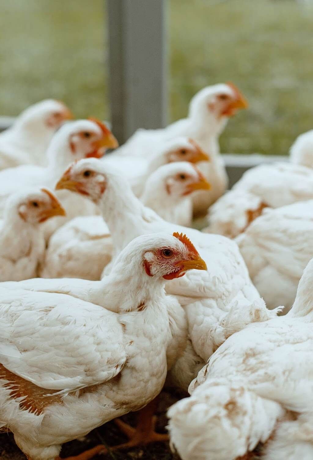 Mart ayında tavuk eti üretimi 232 bin 63 ton olarak gerçekleşti