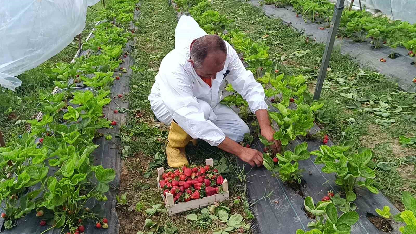 Devlet destekli 12 bin adet hibe çilek fidesiyle başladığı üretimde, ilk mahsulü aldı